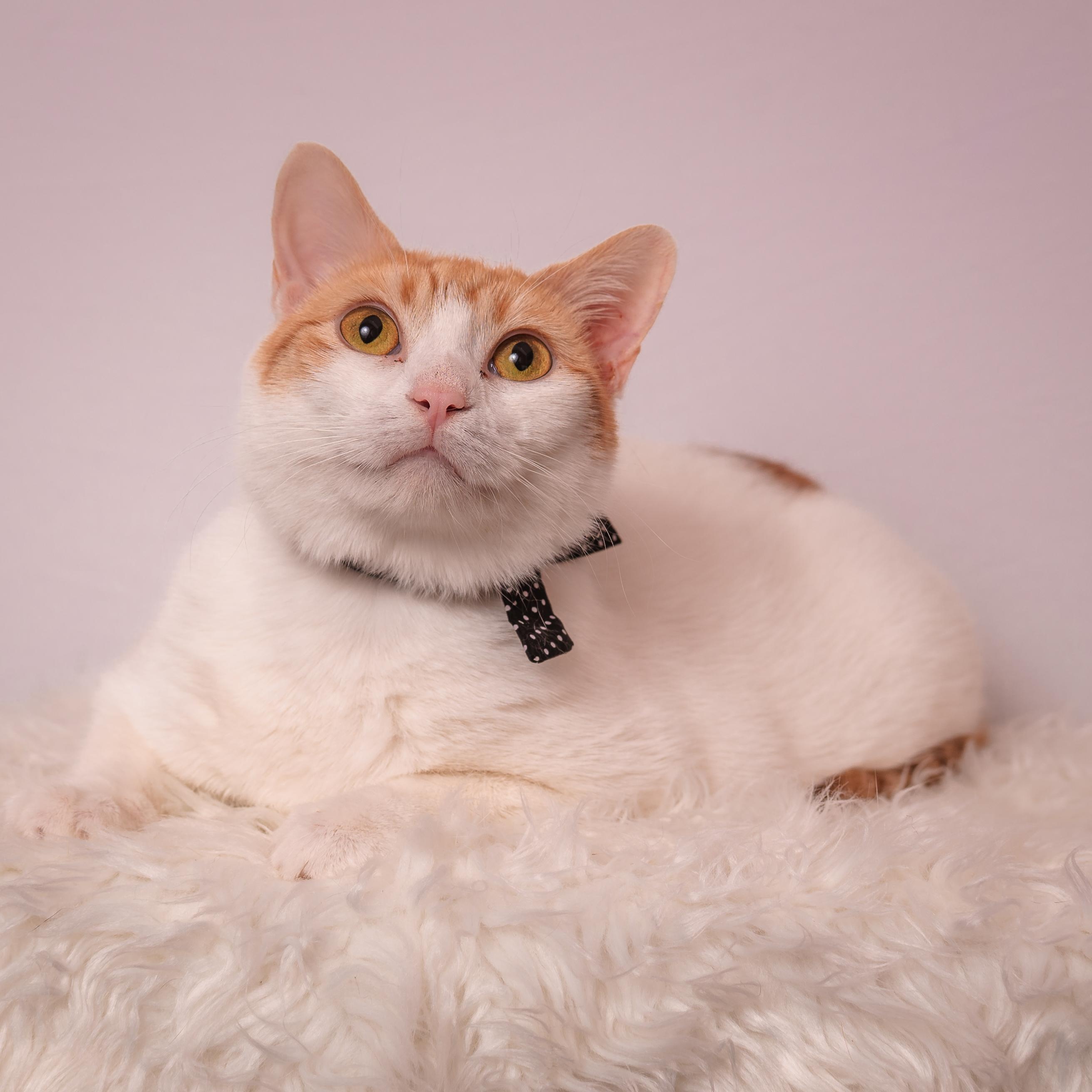 Aurora, an adoptable mixed breed in Houston, TX image 5/6