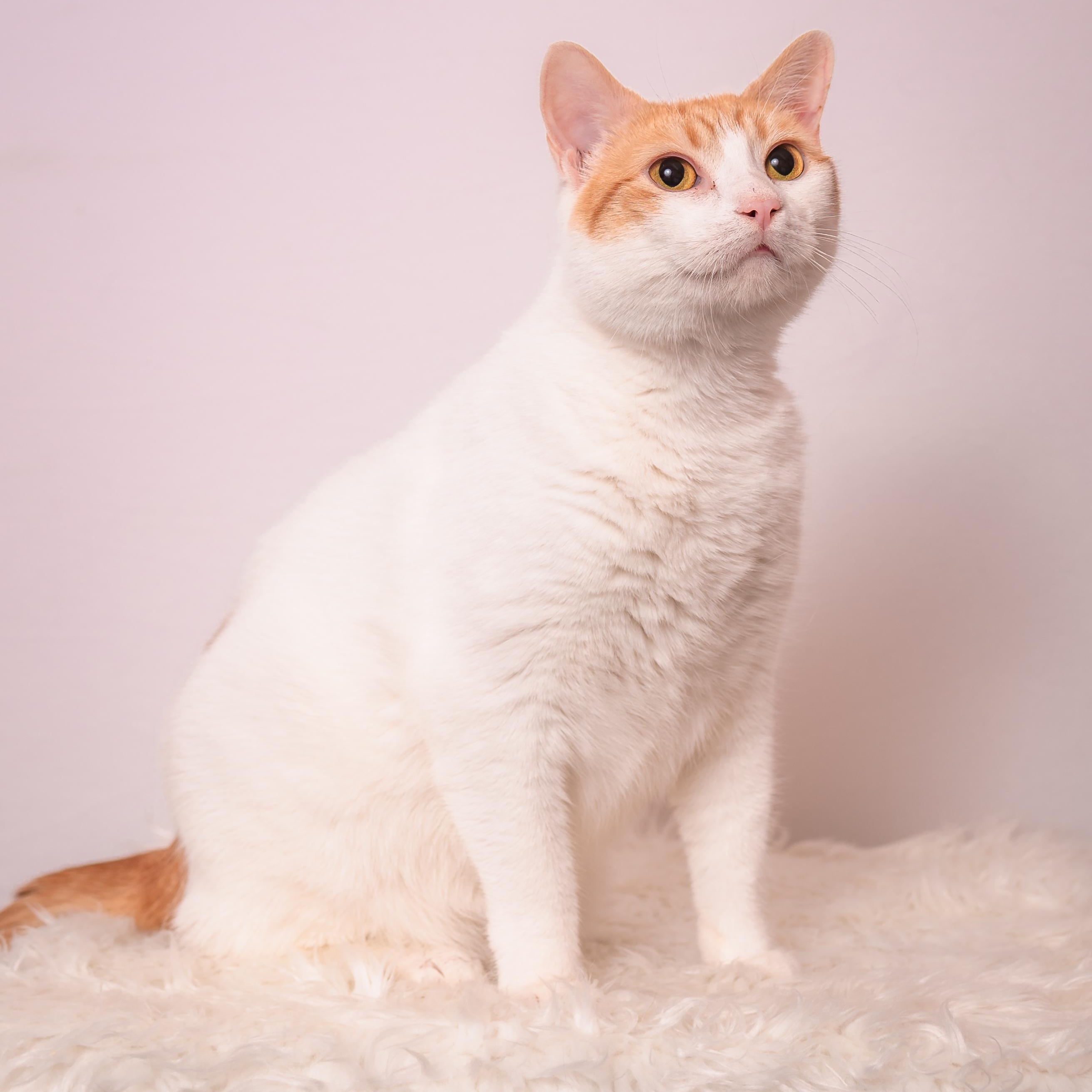 Aurora, an adoptable mixed breed in Houston, TX image 1/6