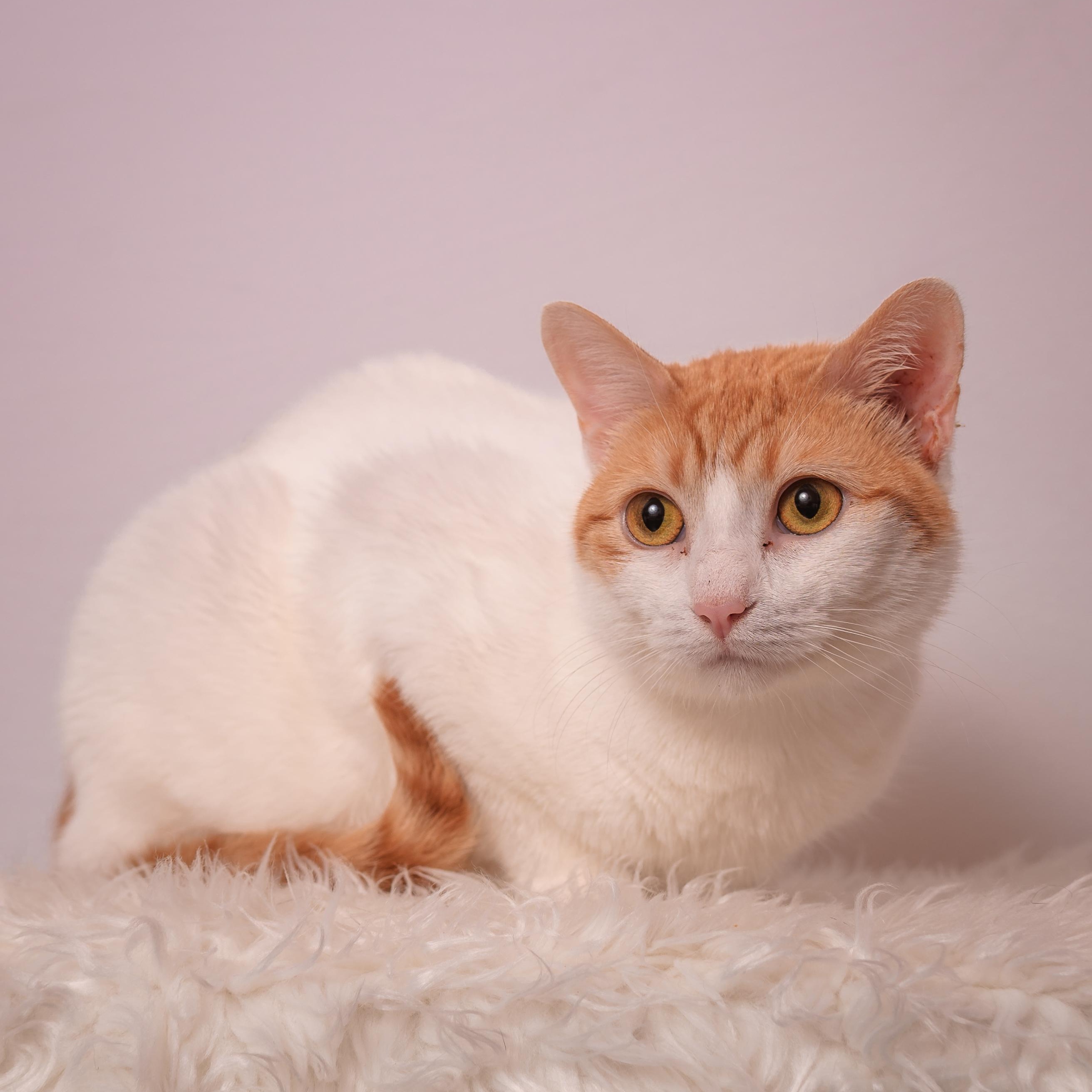 Aurora, an adoptable mixed breed in Houston, TX image 4/6