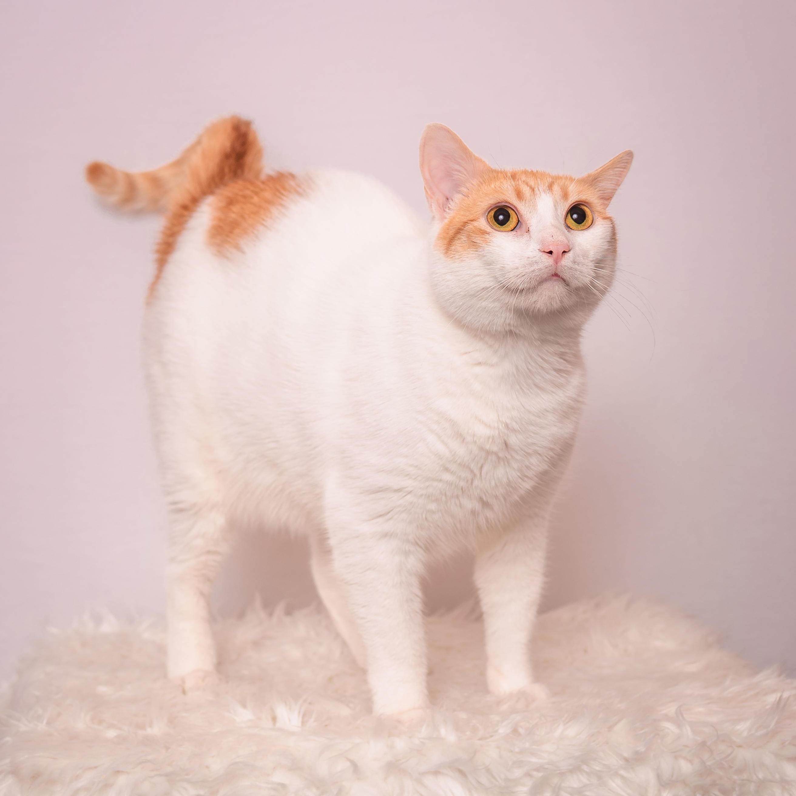 Aurora, an adoptable mixed breed in Houston, TX image 3/6