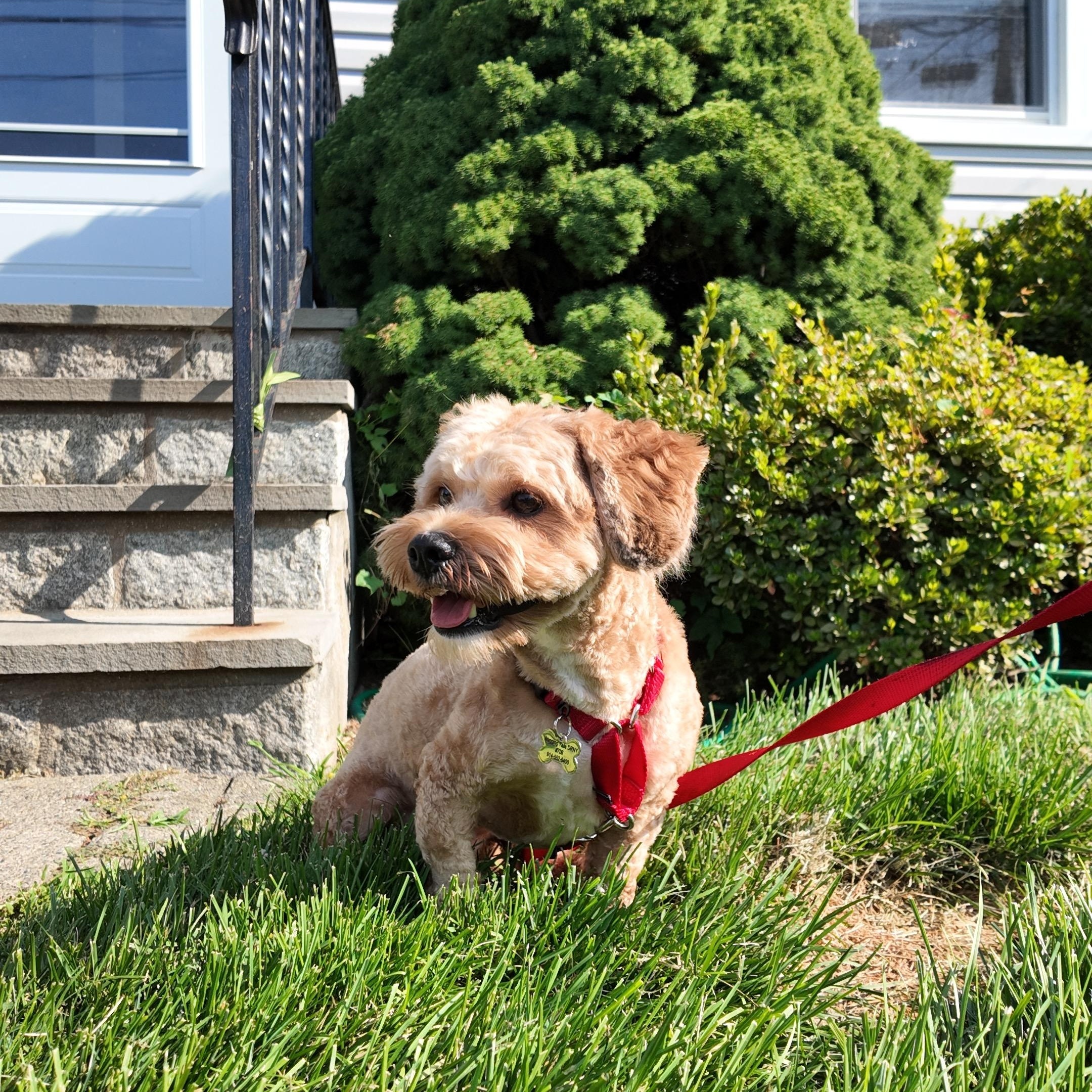 Bear, a ADOPTABLE mixed breed in Thornwood, NY image 2/4