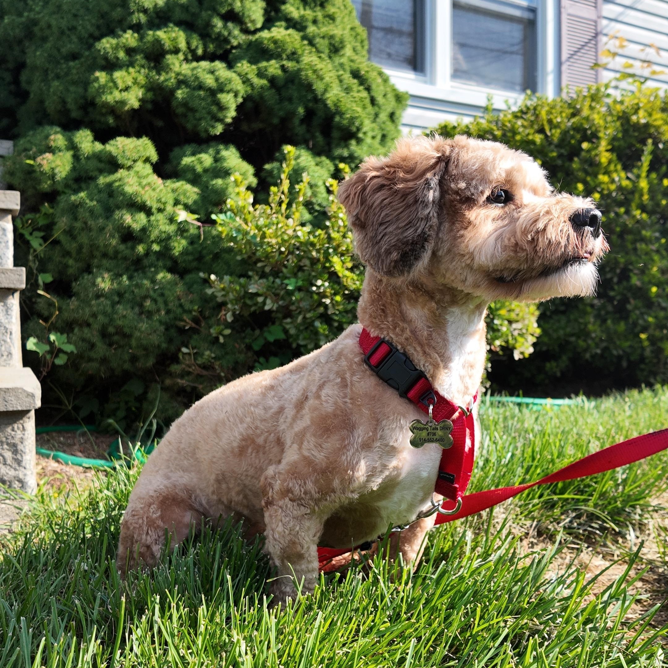 Bear, a ADOPTABLE mixed breed in Thornwood, NY image 4/4