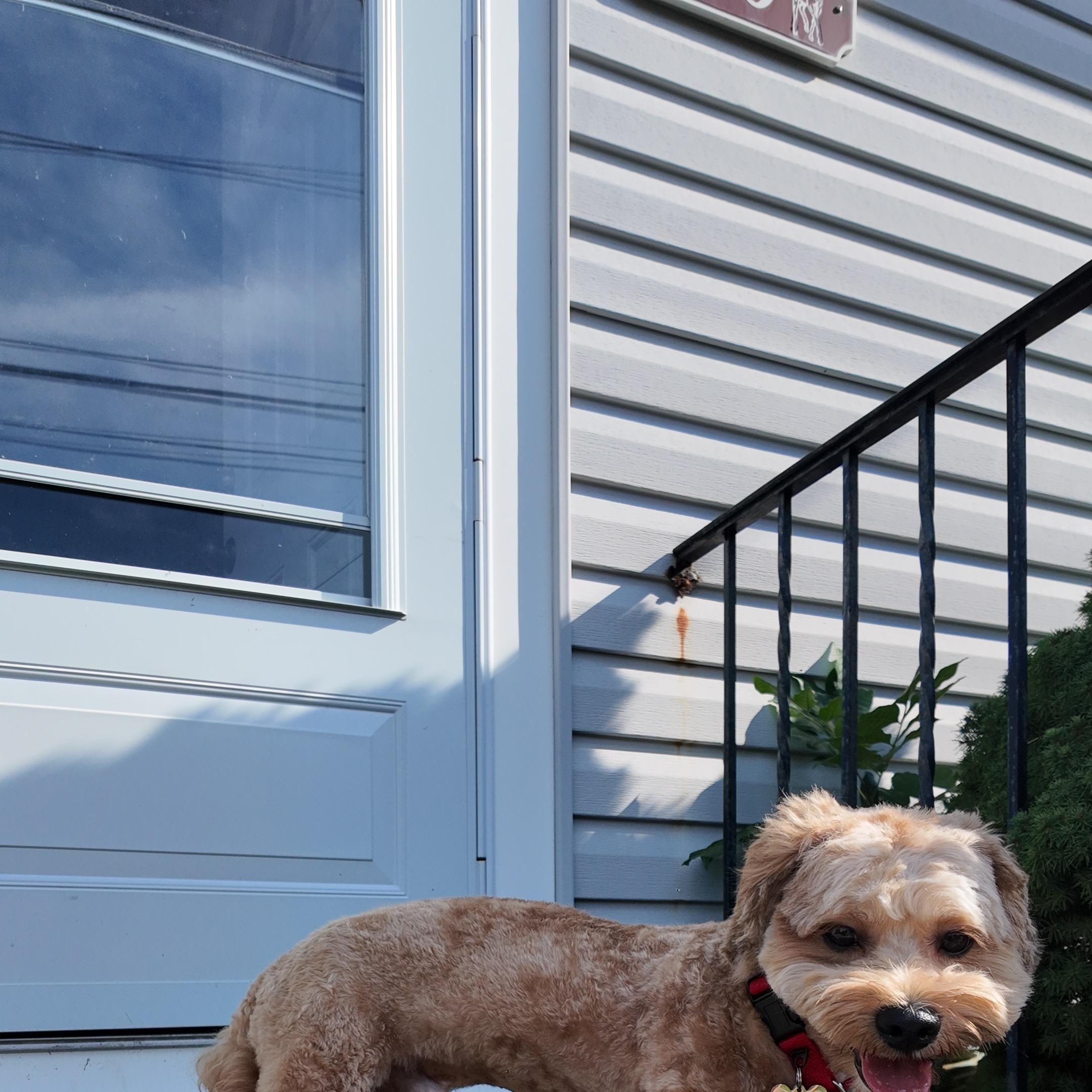 Bear, ADOPTABLE, Adult Male Poodle & Havanese.