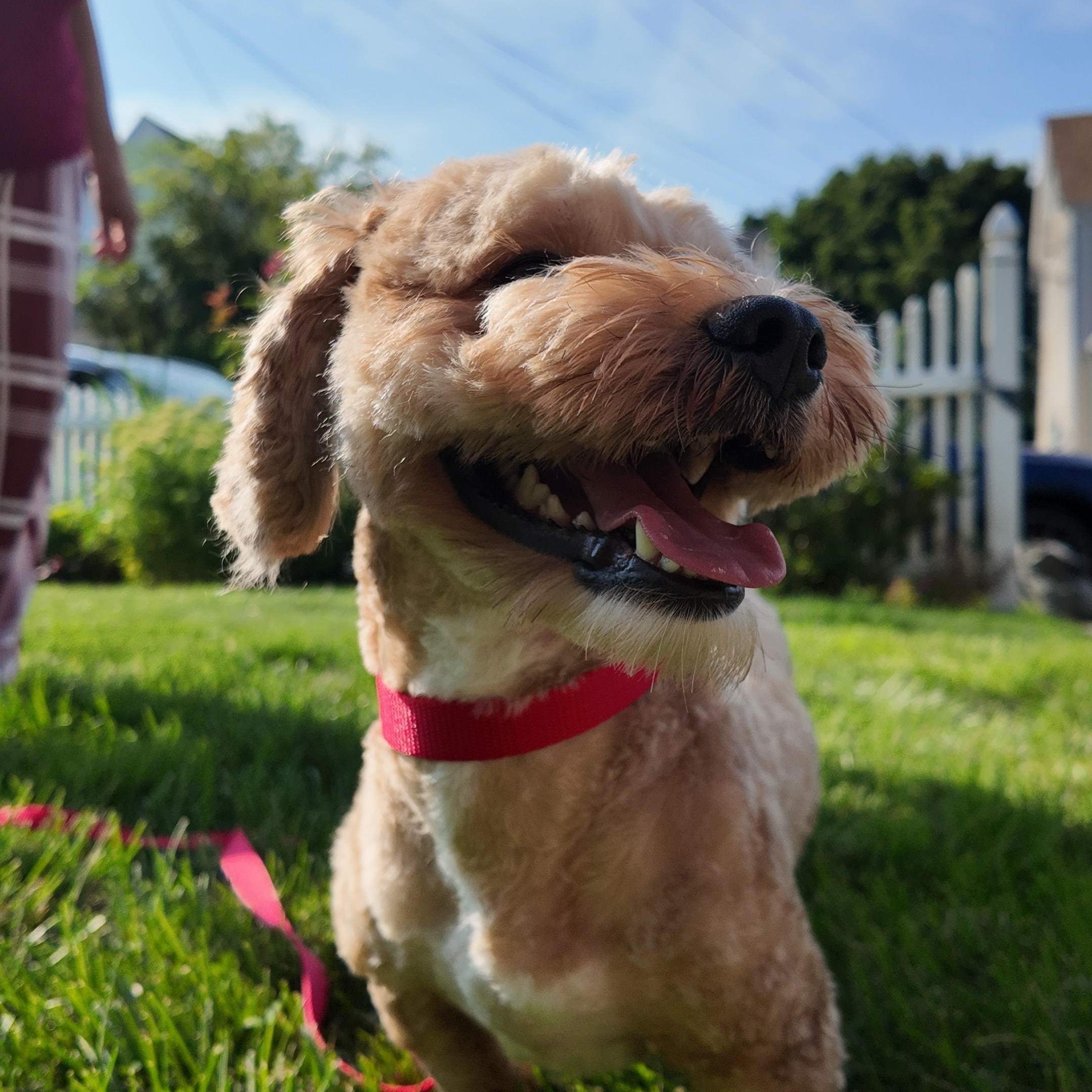 Bear, a ADOPTABLE mixed breed in Thornwood, NY image 3/4