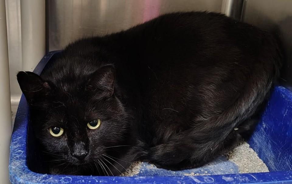 Chester, Adopted, Adult Male Domestic Short Hair.