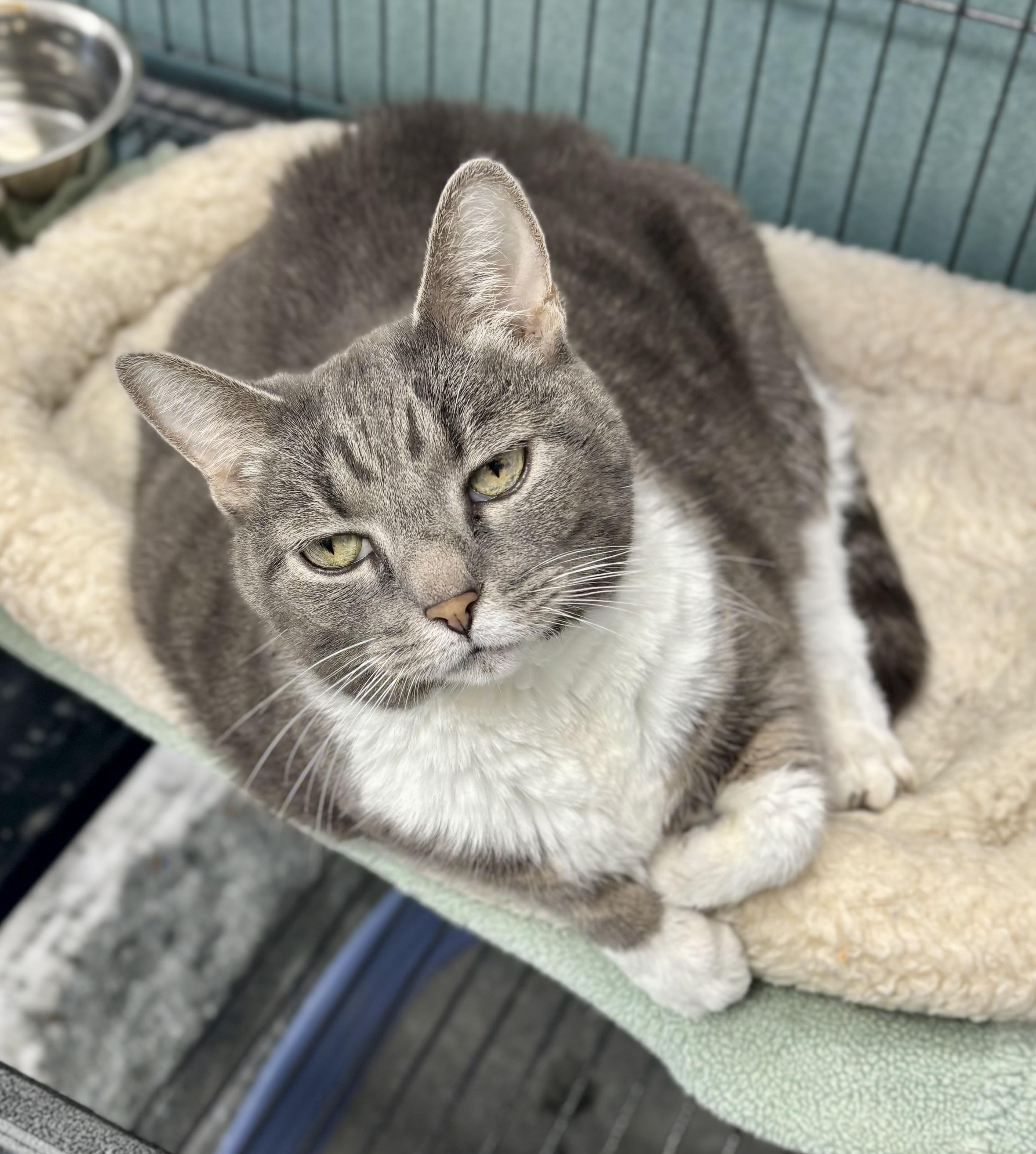 Enlarge Angelina, an adopted Domestic Short Hair in Bardstown, KY image 5/5