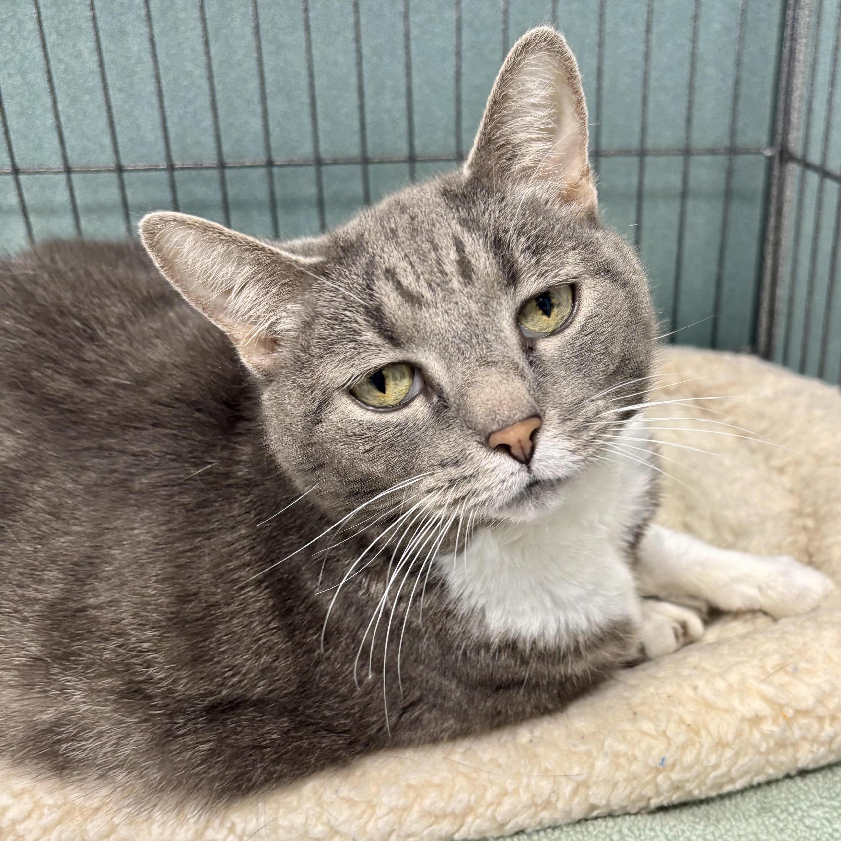Enlarge Angelina, an adopted Domestic Short Hair in Bardstown, KY image 1/5