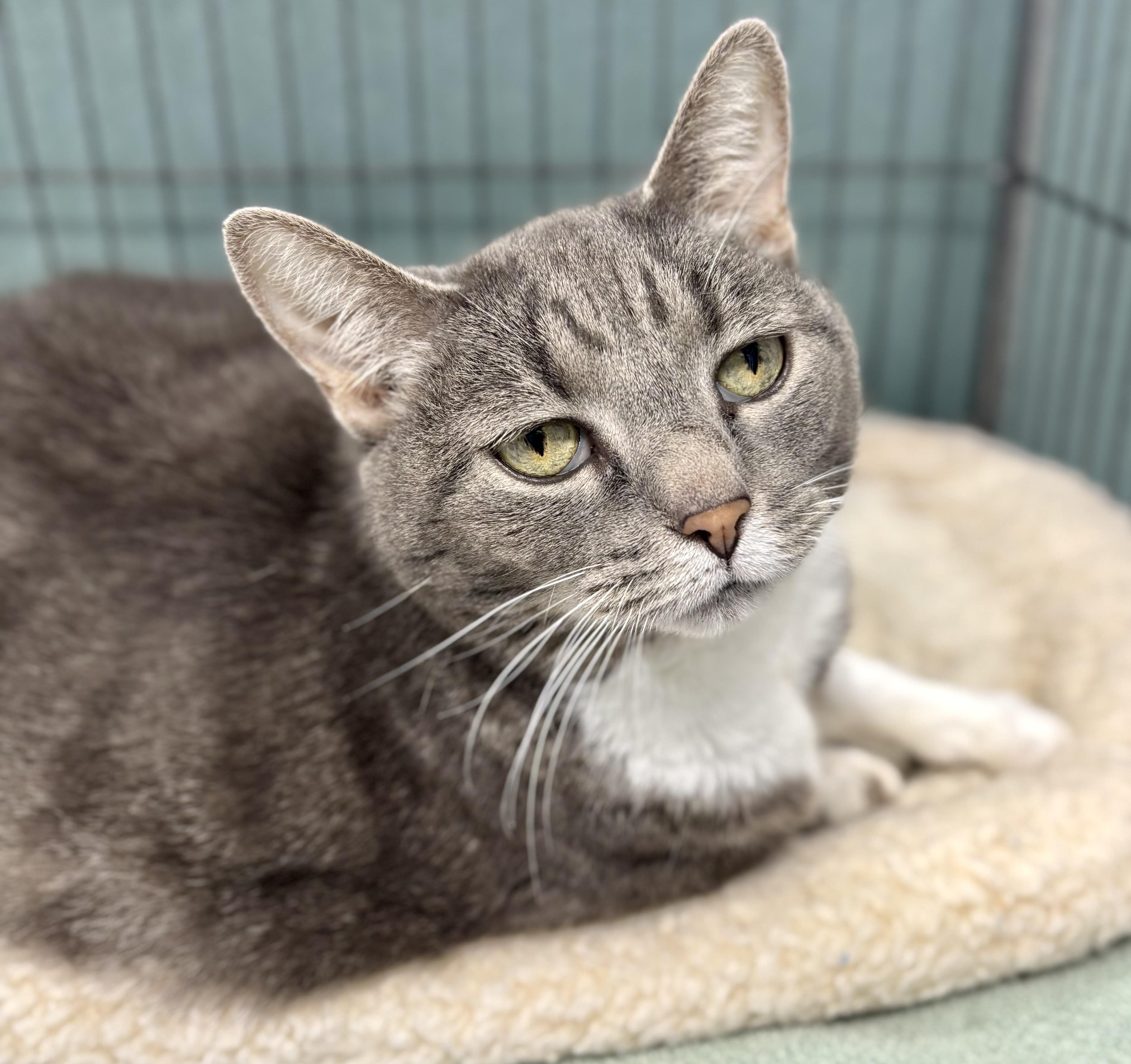 Enlarge Angelina, an adopted Domestic Short Hair in Bardstown, KY image 4/5