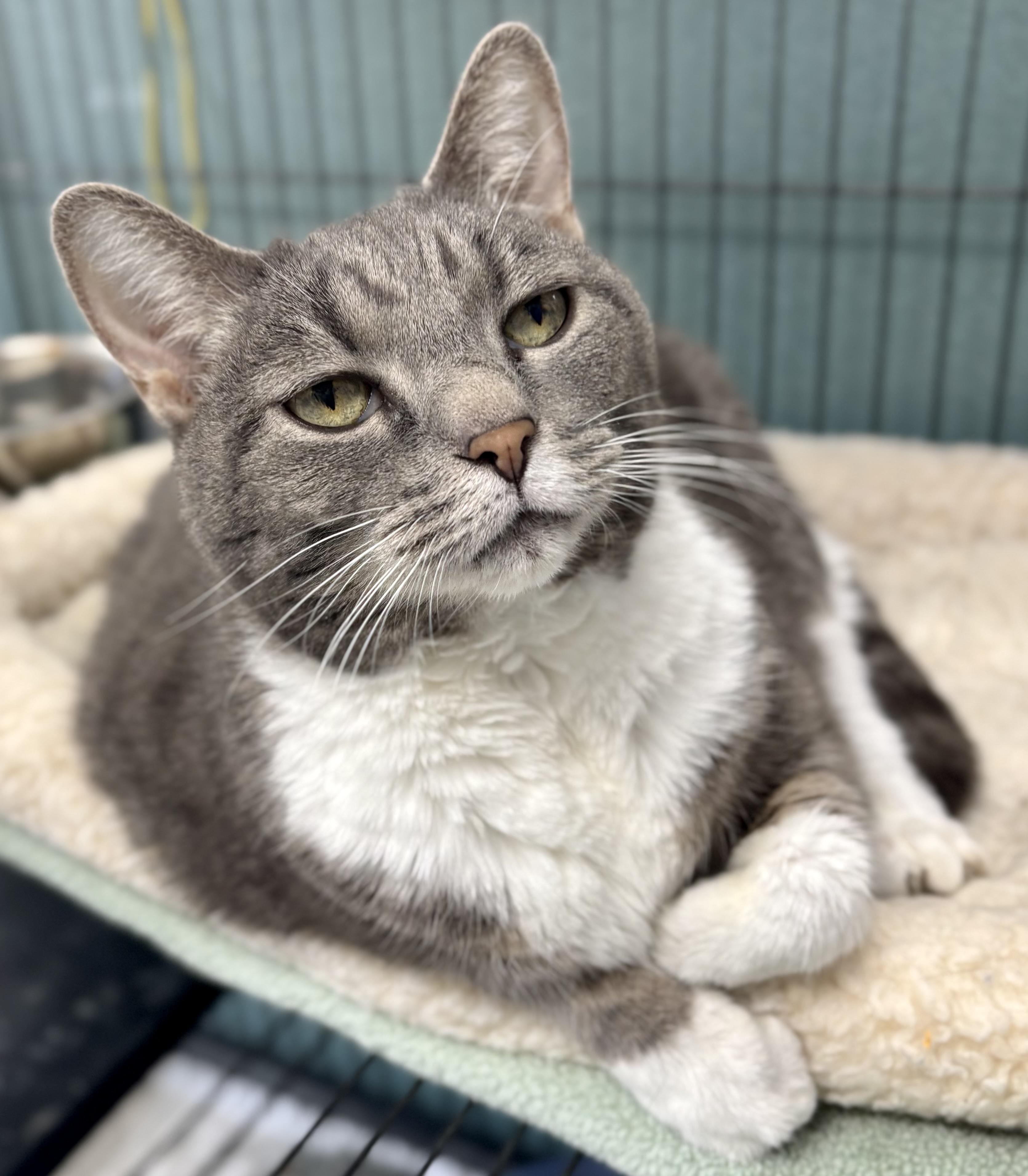 Enlarge Angelina, an adopted Domestic Short Hair in Bardstown, KY image 2/5