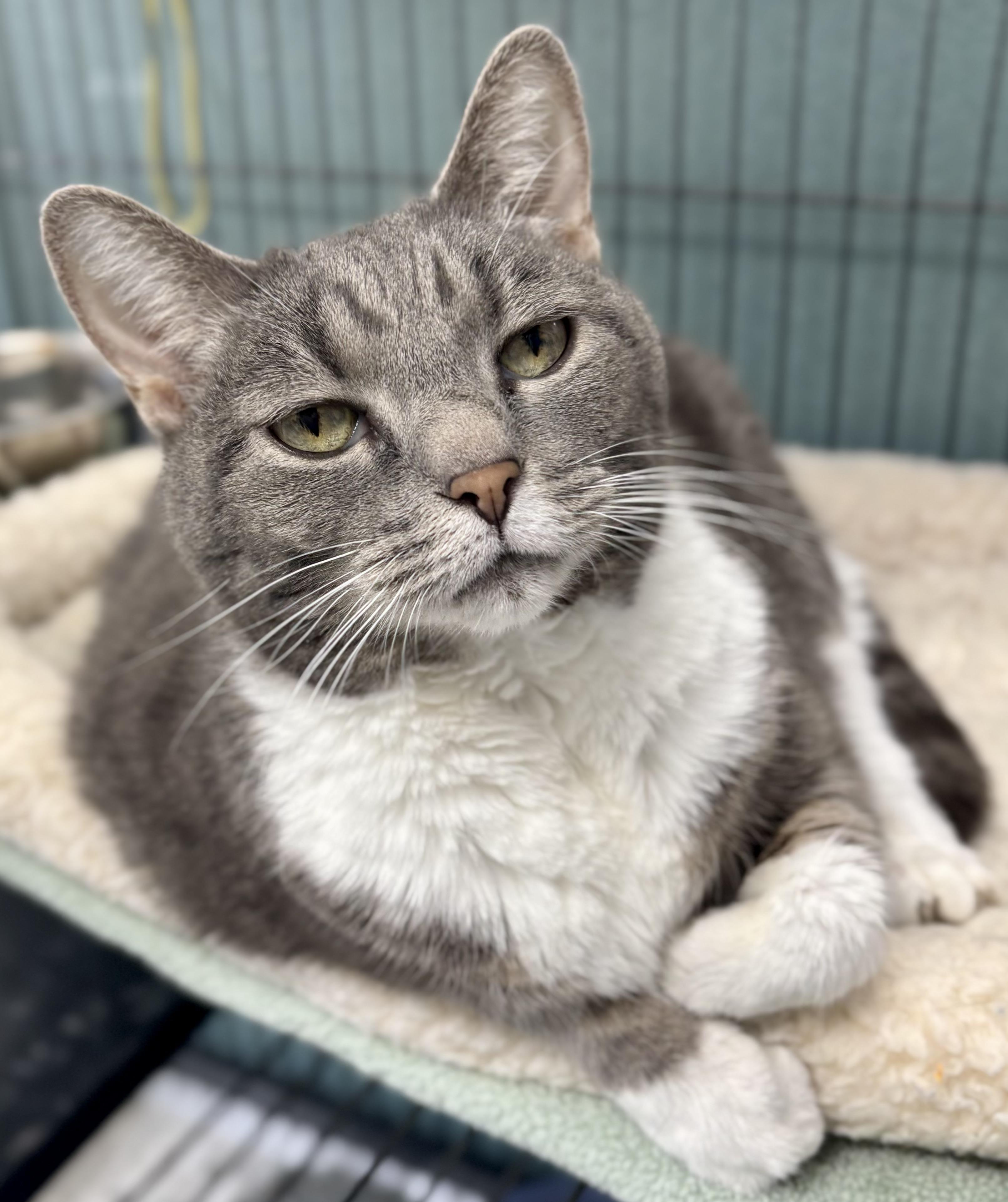 Enlarge Angelina, an adopted Domestic Short Hair in Bardstown, KY image 3/5