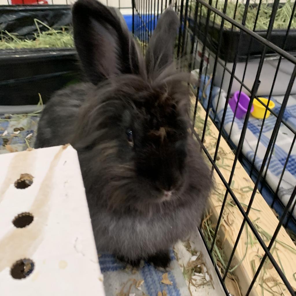 La, Adoptable, Adult Female Lionhead.