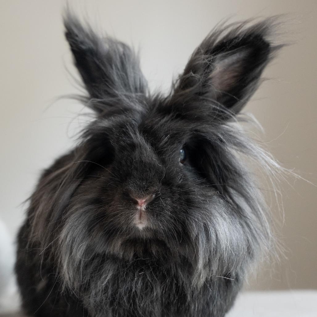 Enlarge La, a Adoptable Lionhead in Kennesaw, GA image 2/2