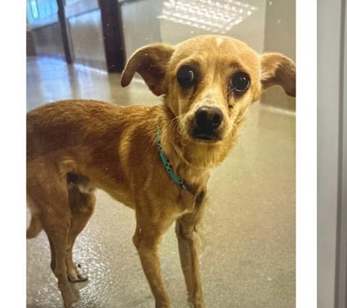Fennel, ADOPTABLE, Young Male Chihuahua.