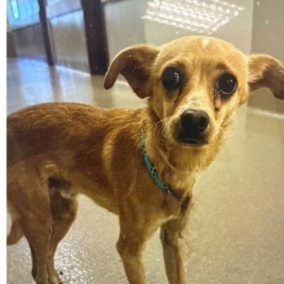 Enlarge Fennel, a ADOPTABLE mixed breed in Copiague, NY image 1/2