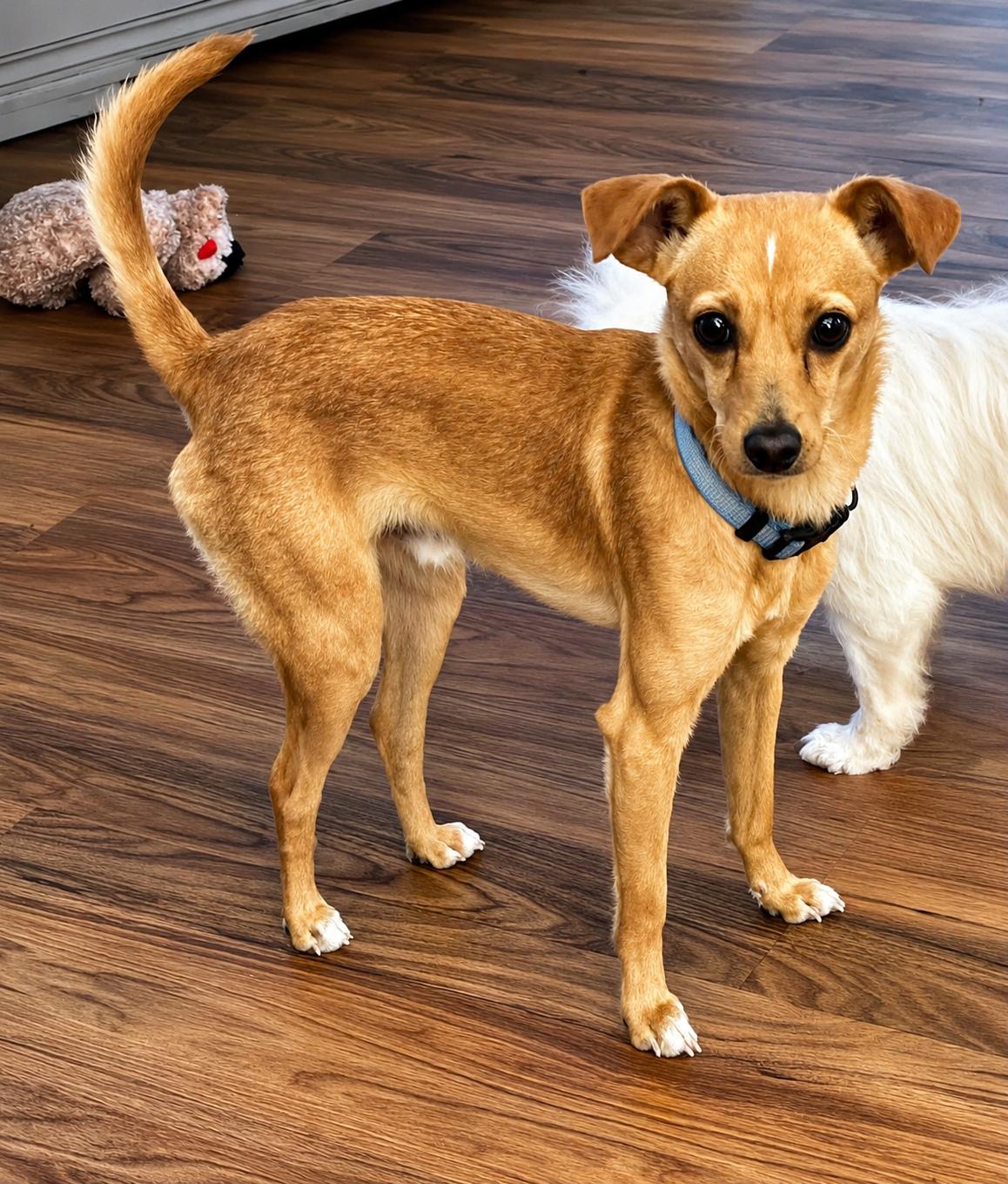 Enlarge Fennel, a ADOPTABLE mixed breed in Copiague, NY image 2/2