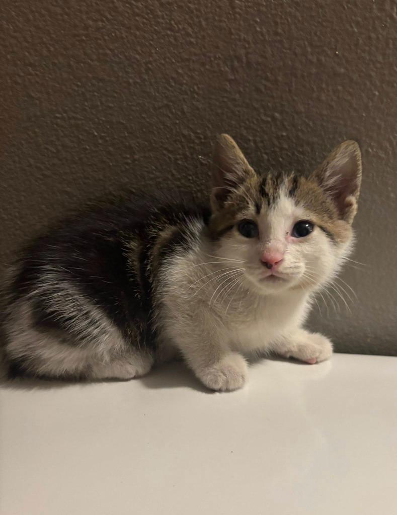 Cupid, Adoptable, Kitten Male Domestic Short Hair.
