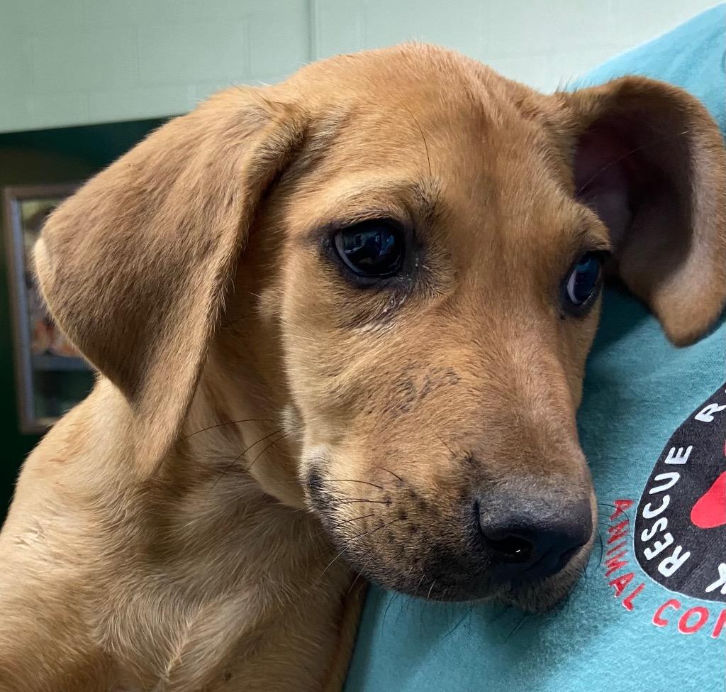Enlarge Fangs, a Adoptable Hound in Beebe, AR image 1/2