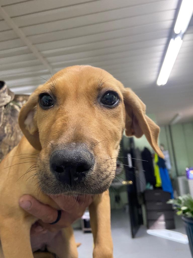 Fangs, Adoptable, Puppy Female Hound.