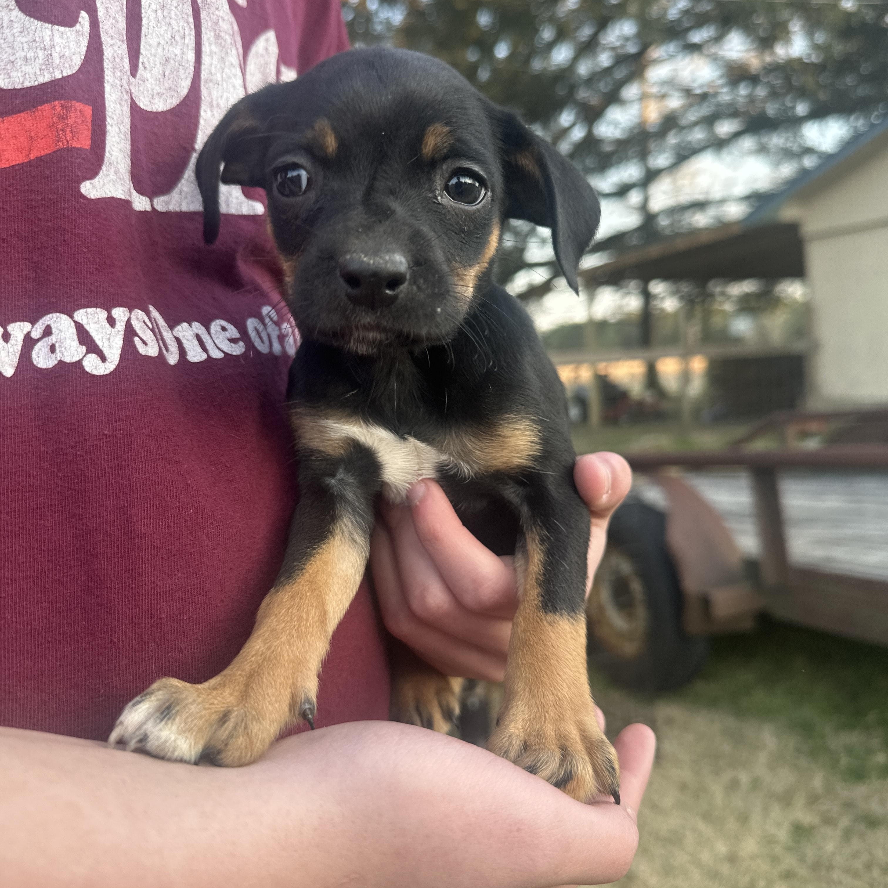 Sugar Shortcake — thumbnail 2