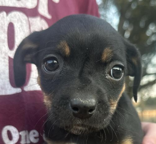 Sugar Shortcake — thumbnail 3