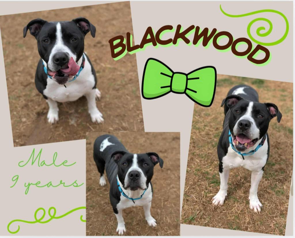 Enlarge Black Wood aka Mac, a Adoptable mixed breed in Blountville, TN image 1/1