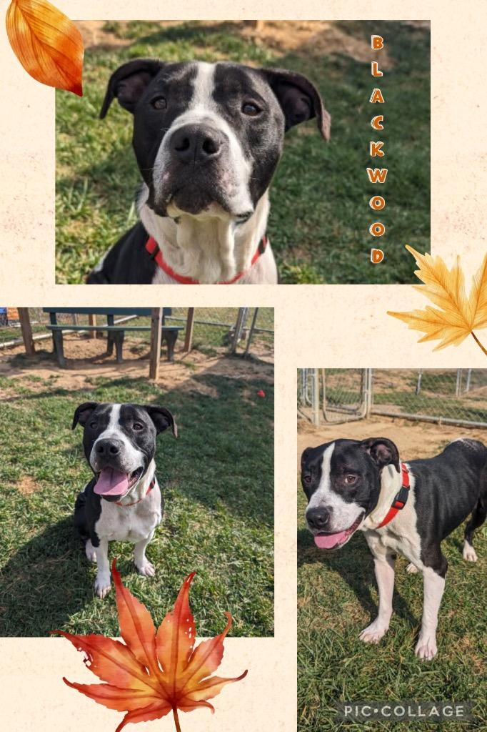 Enlarge Black Wood aka Mac, a Adoptable mixed breed in Blountville, TN image 1/1