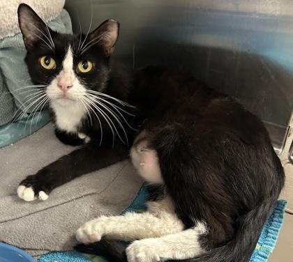 Enlarge Loretta, a Adoptable mixed breed in Phoenix, AZ image 1/1