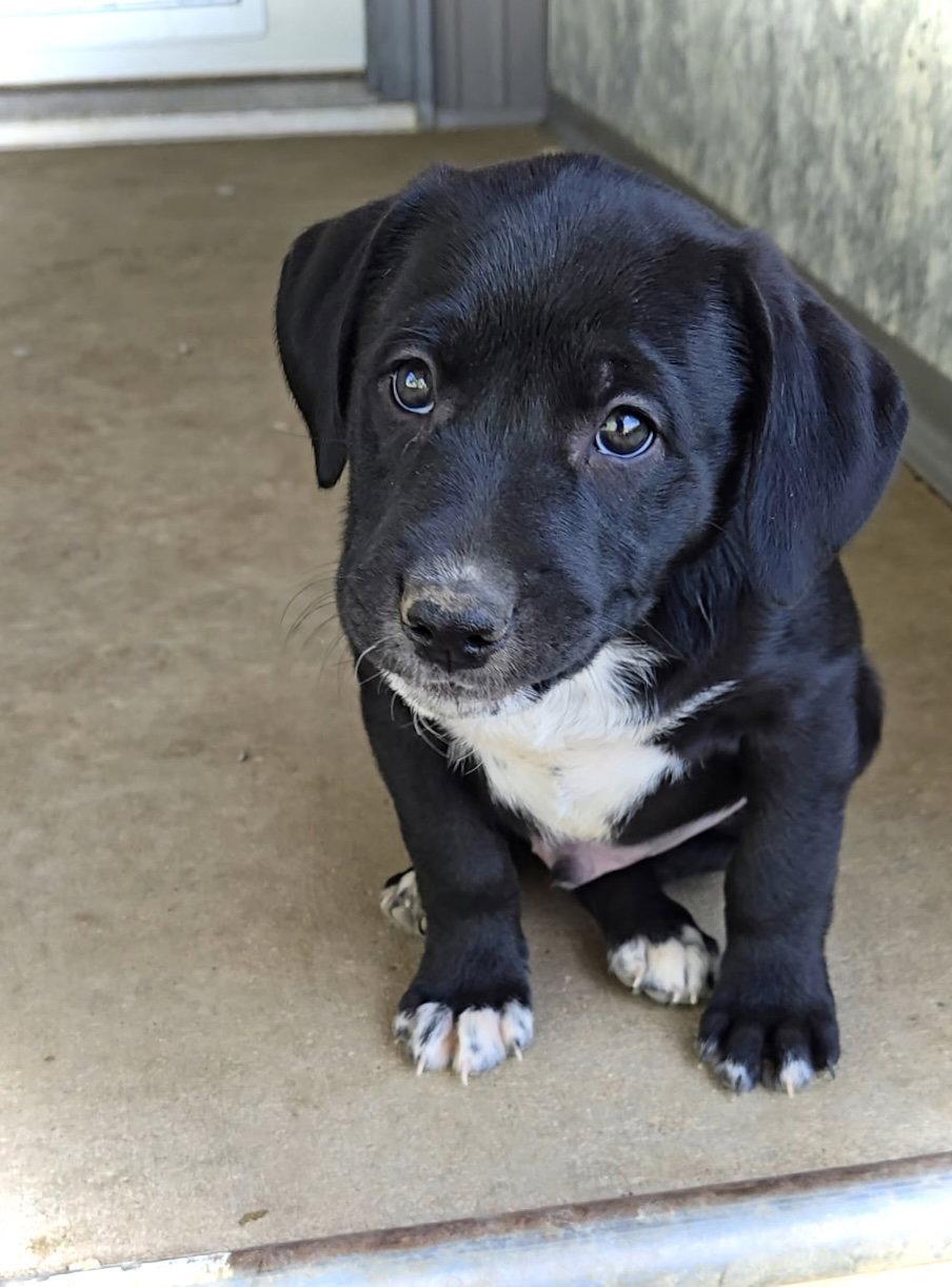 Enlarge Malcolm, a Adoptable mixed breed in Estherville, IA image 1/3