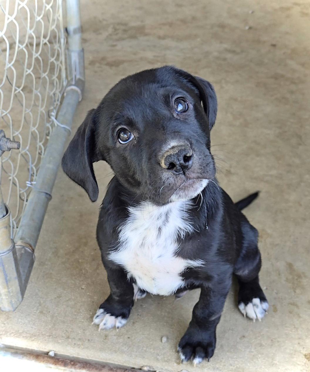 Enlarge Malcolm, a Adoptable mixed breed in Estherville, IA image 2/3