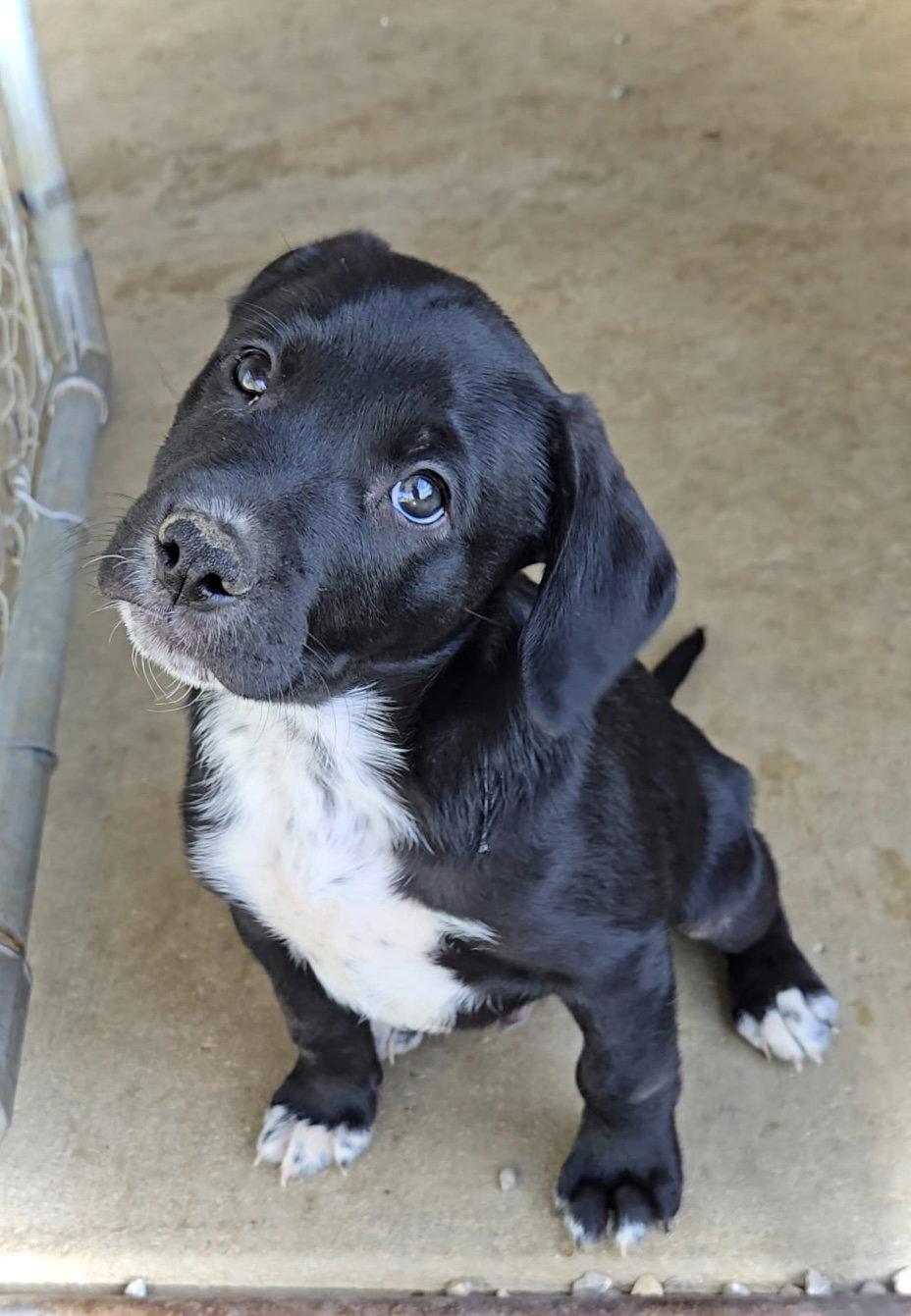 Enlarge Malcolm, a Adoptable mixed breed in Estherville, IA image 3/3
