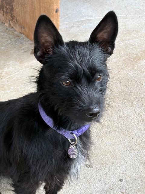 Enlarge Margot, a Adoptable mixed breed in Manchester, TN image 1/1