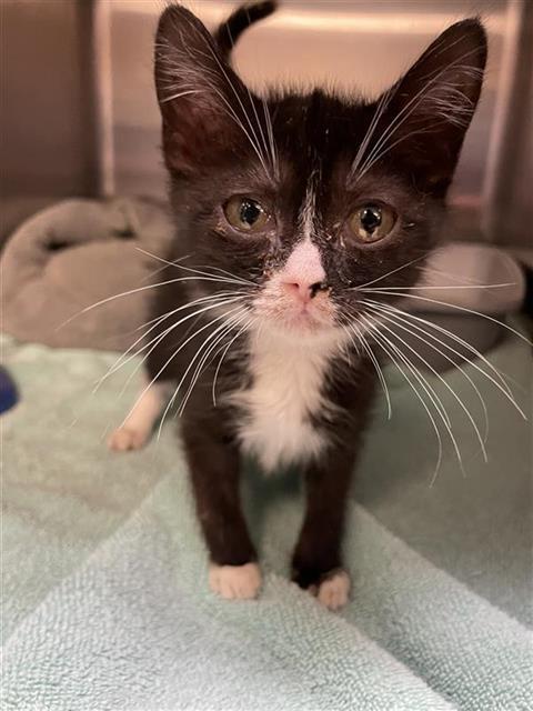 BUMBLE, Adoptable, Kitten Male Domestic Short Hair.