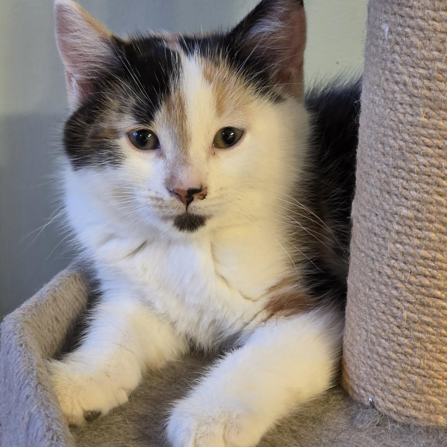 Enlarge Miyu - Sweet & Beautiful!, an adopted Calico in Hamilton, ON image 1/3