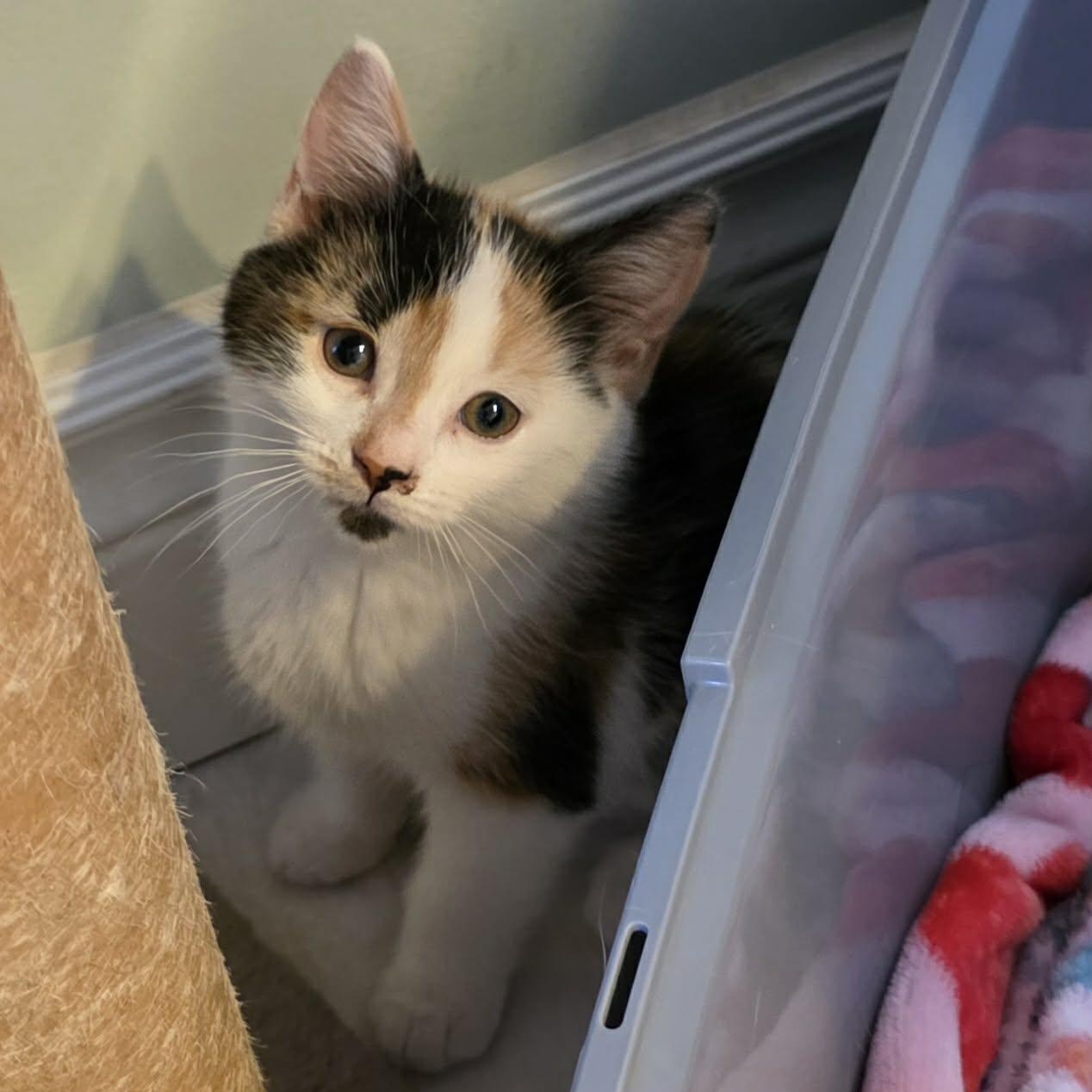 Enlarge Miyu - Sweet & Beautiful!, an adopted Calico in Hamilton, ON image 2/3