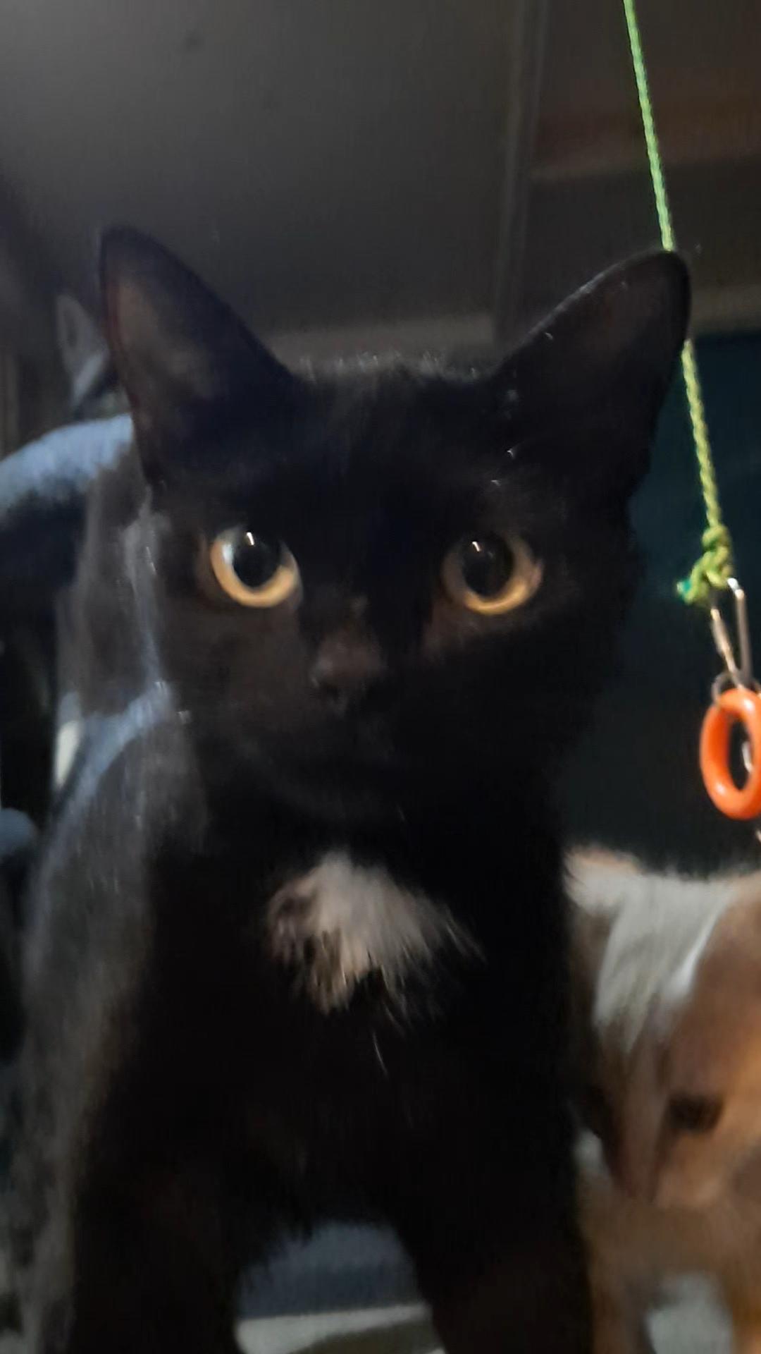MEET TAYLOR!, Young Female American Shorthair