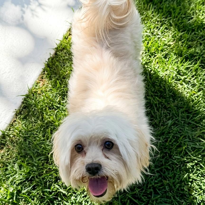 Enlarge Kirin, a Adoptable Lhasa Apso in Las Vegas, NV image 1/1