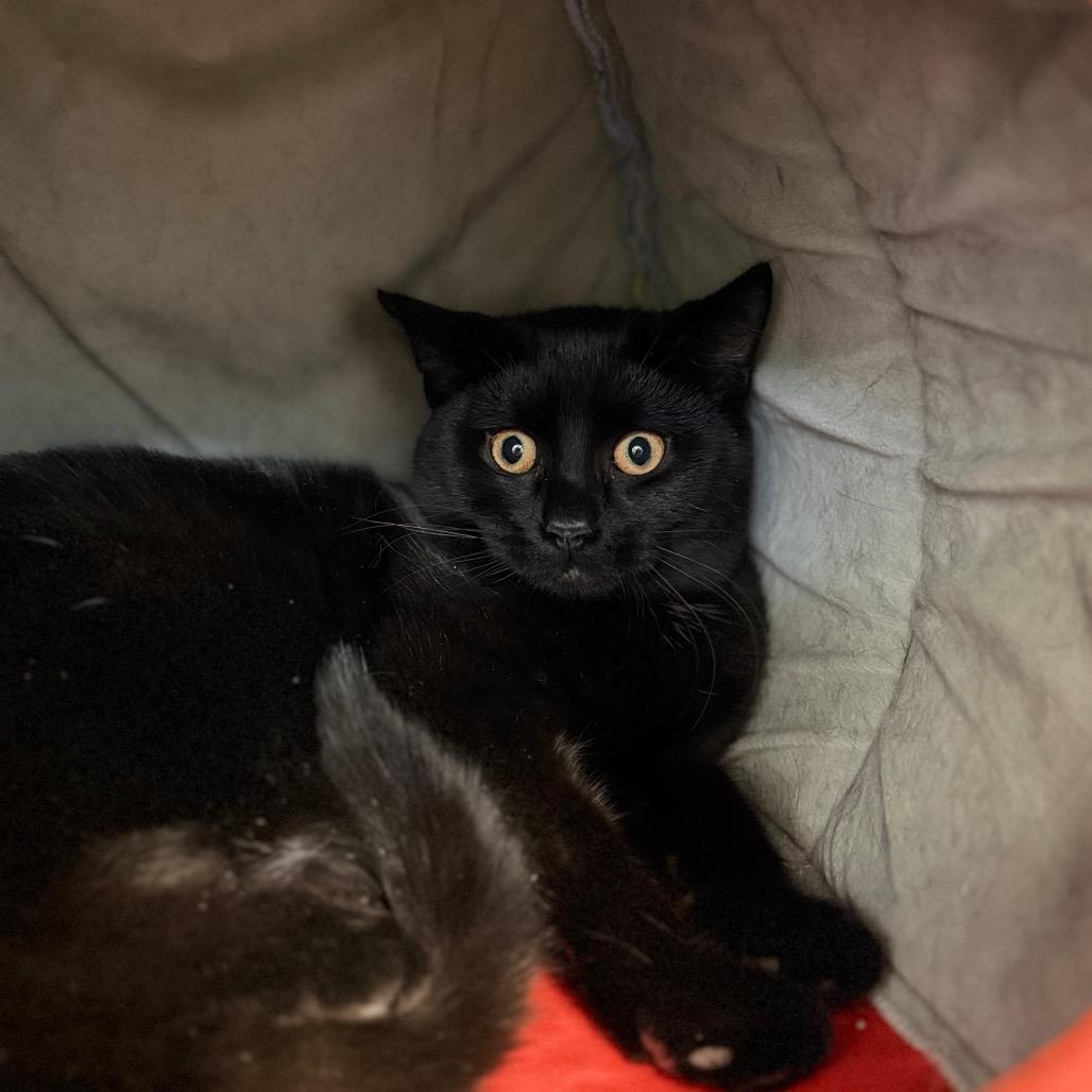 Philip, Adoptable, Young Male Domestic Short Hair.