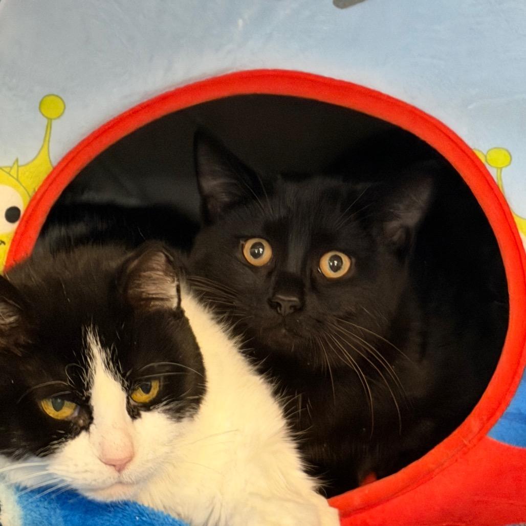 Philip, a Adoptable Domestic Short Hair in Portage, MI image 2/2