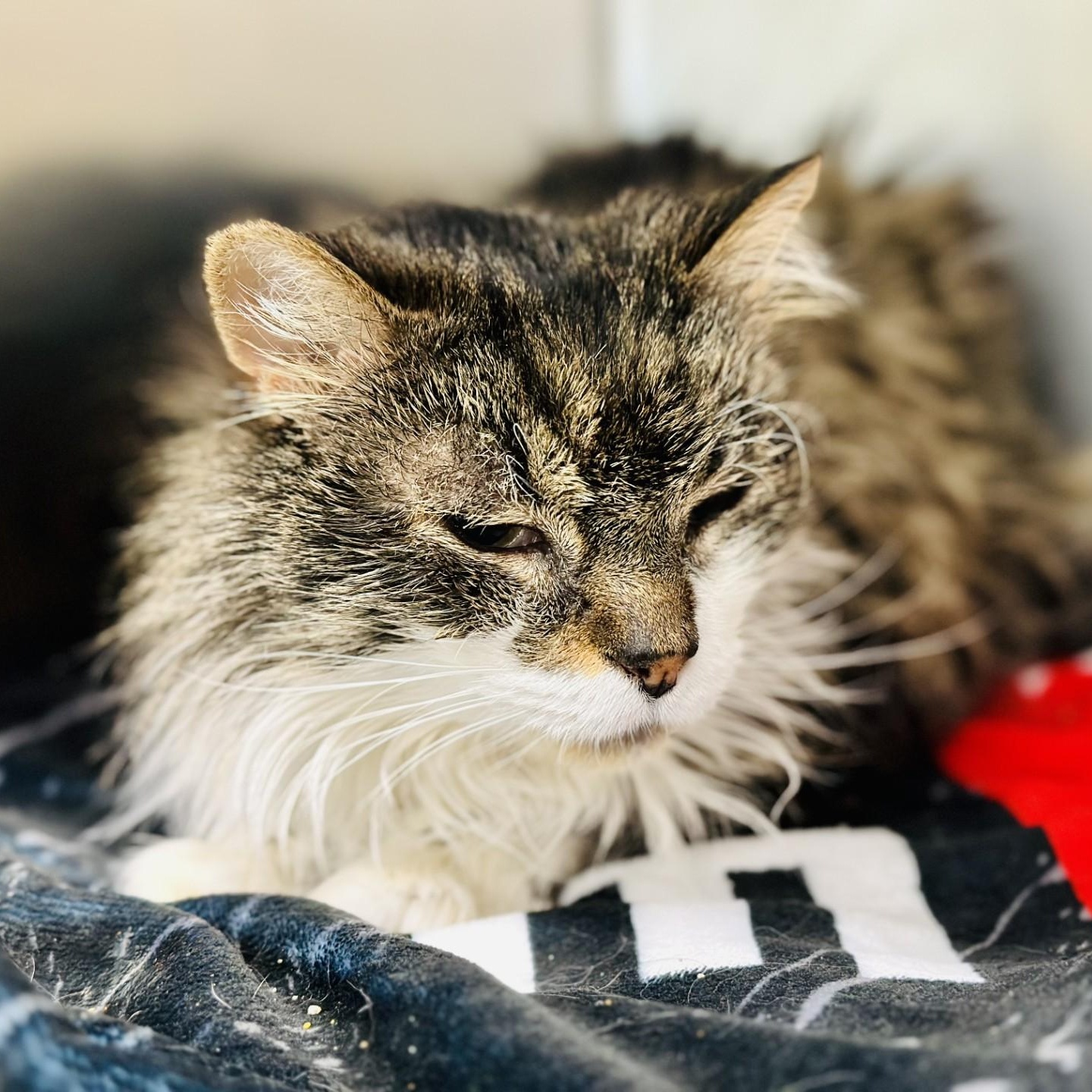 Casey , ADOPTABLE, Senior Female Domestic Long Hair.