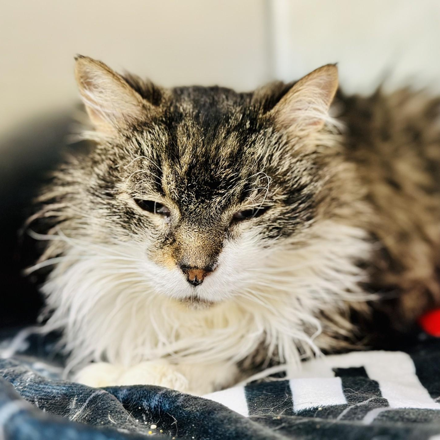 Enlarge Casey , a ADOPTABLE Domestic Long Hair in Jackson, NJ image 2/2