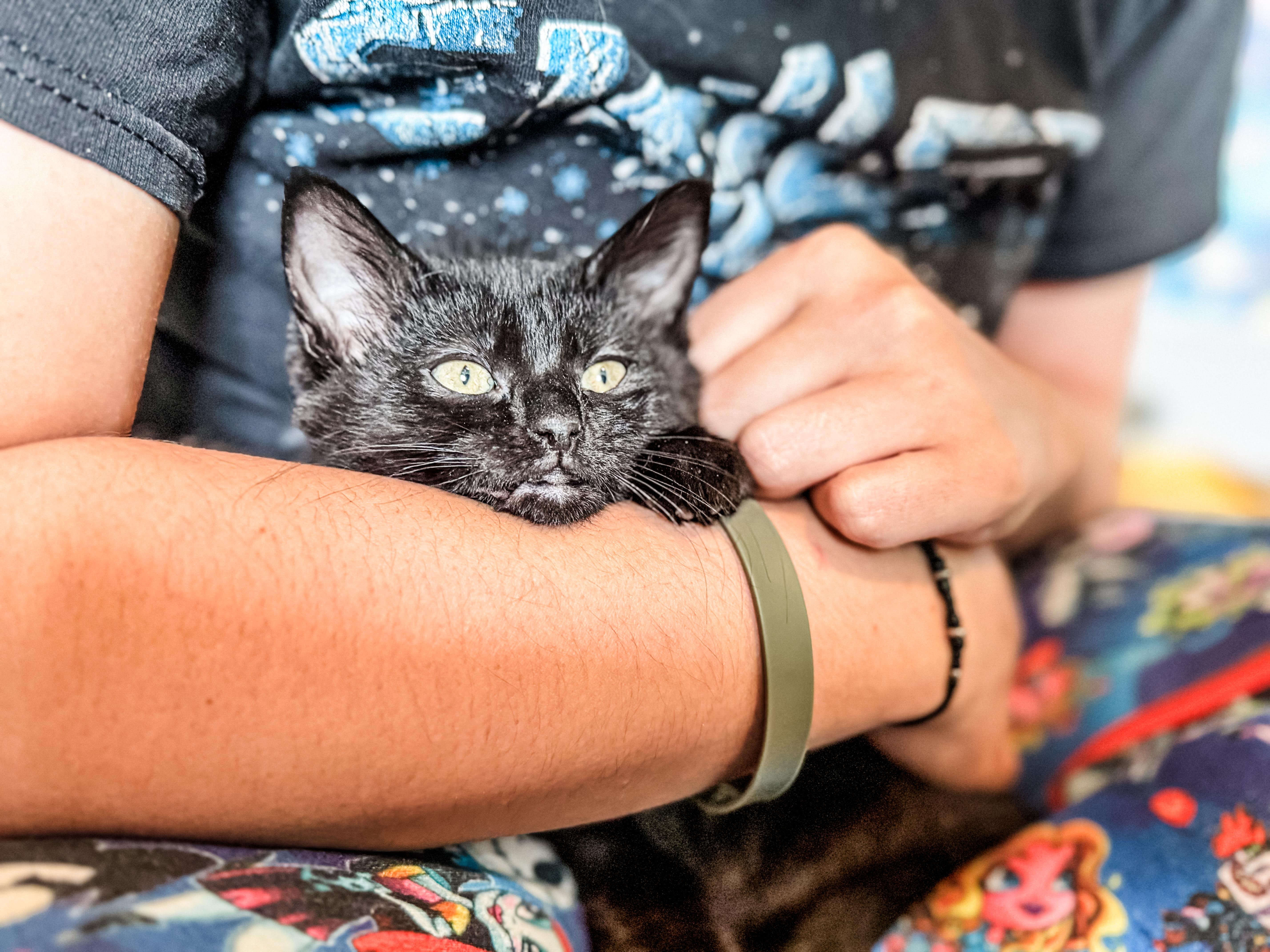 Enlarge Monet, a Adopted Domestic Short Hair in Sartell, MN image 2/2