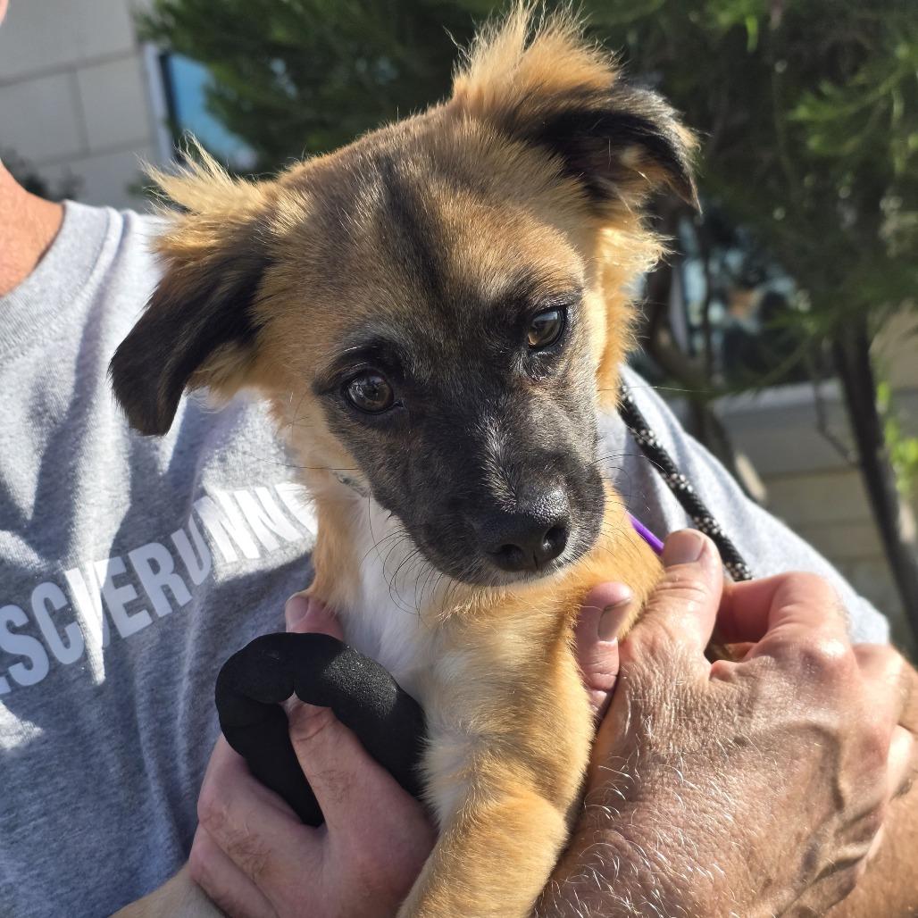 Diego, Adoptable, Young Male Chihuahua & Mixed Breed.