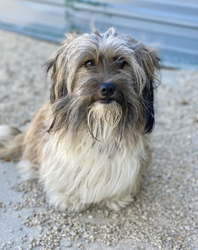 Enlarge Cash, a Adoptable mixed breed in Decorah, IA image 1/1