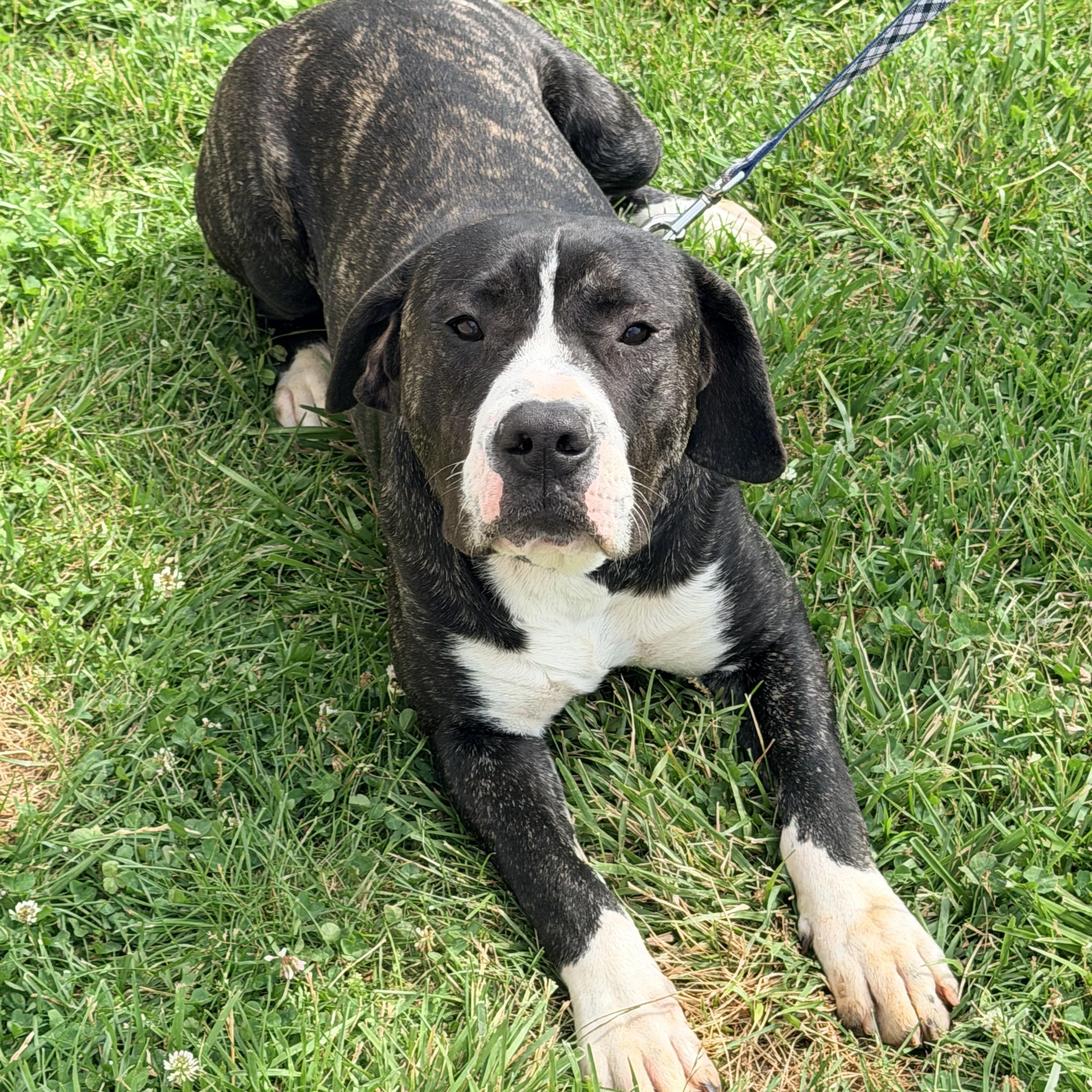 Bocephus, ADOPTABLE, Young Male Cane Corso & Dogo Argentino.