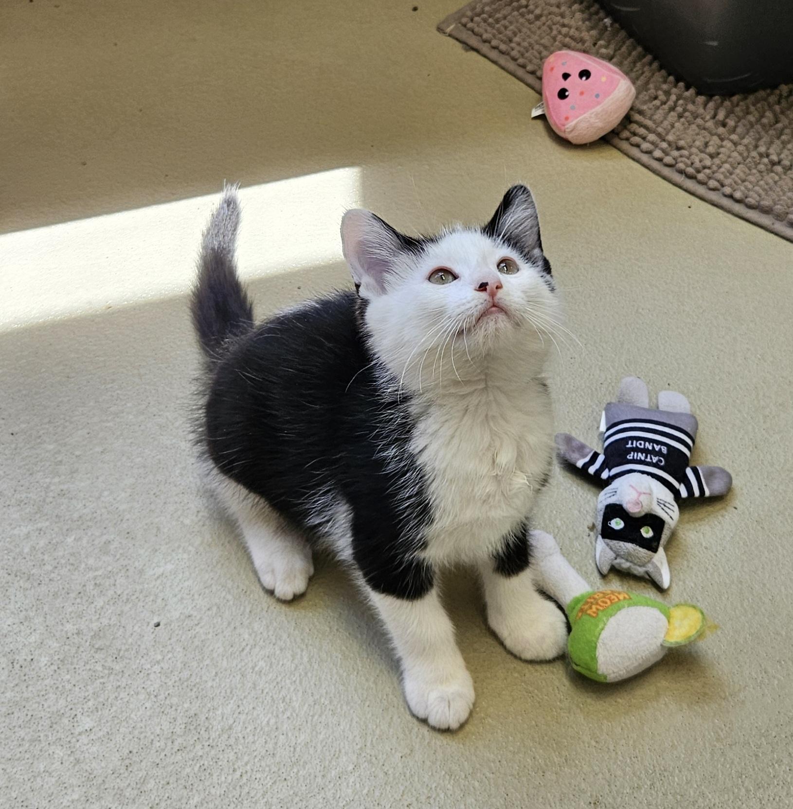 Ronald, ADOPTABLE, Kitten Male Domestic Medium Hair.