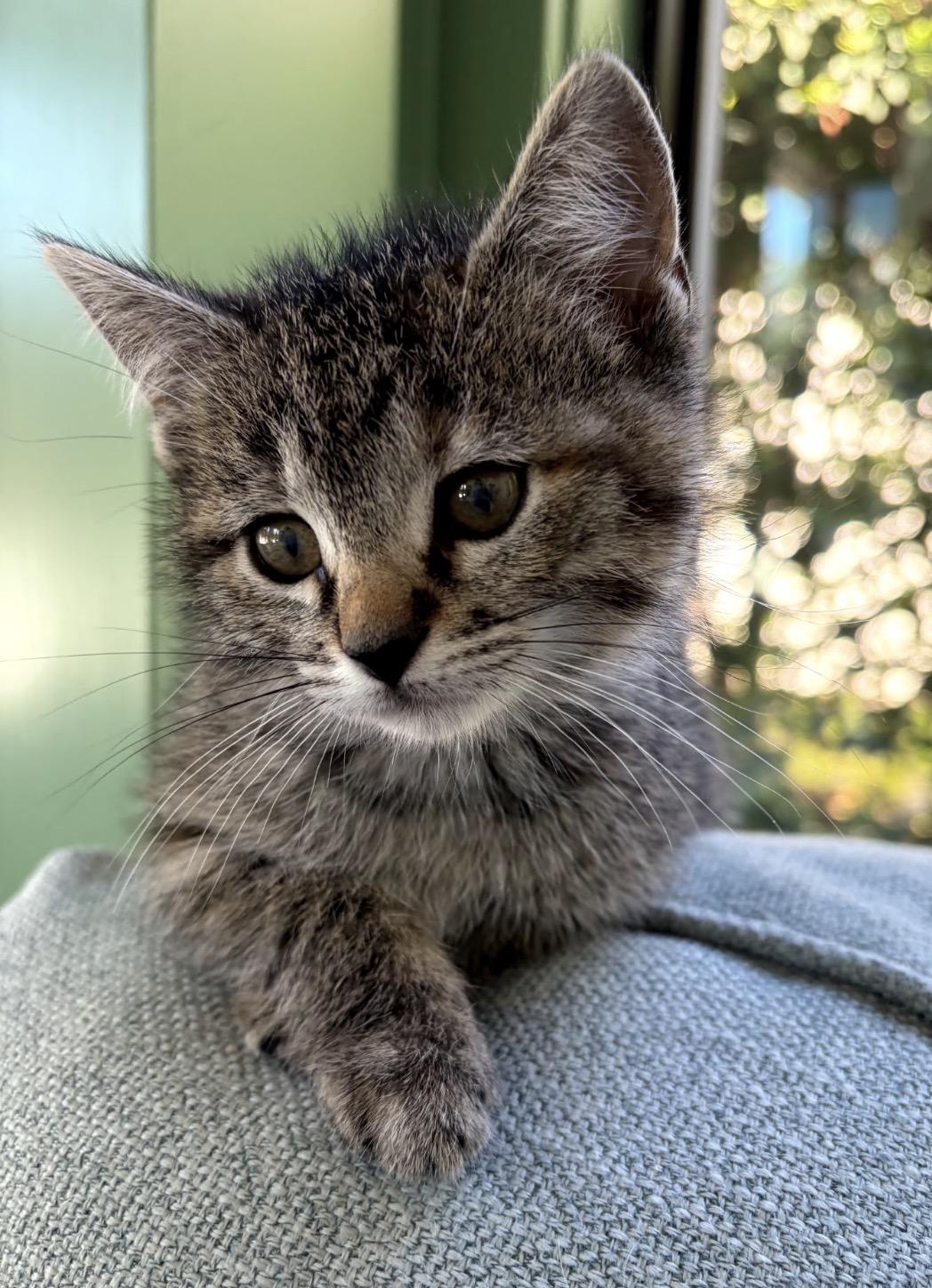 Aurora and Aspen, adopted, Kitten Female Domestic Short Hair.