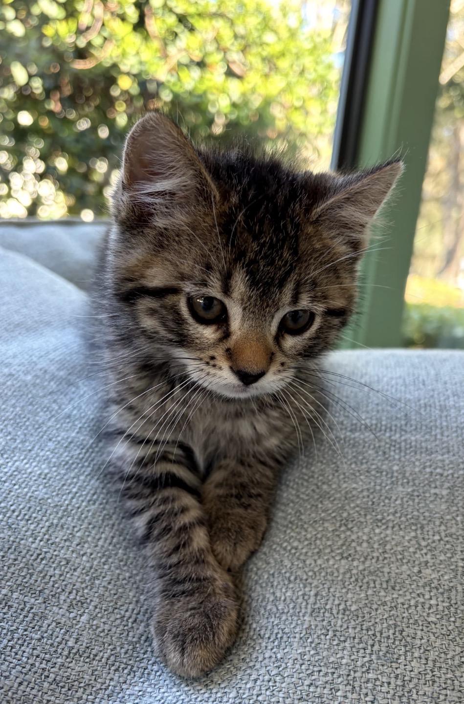 Enlarge Aurora and Aspen, an adopted Domestic Short Hair in Ponte vedra, FL image 4/6