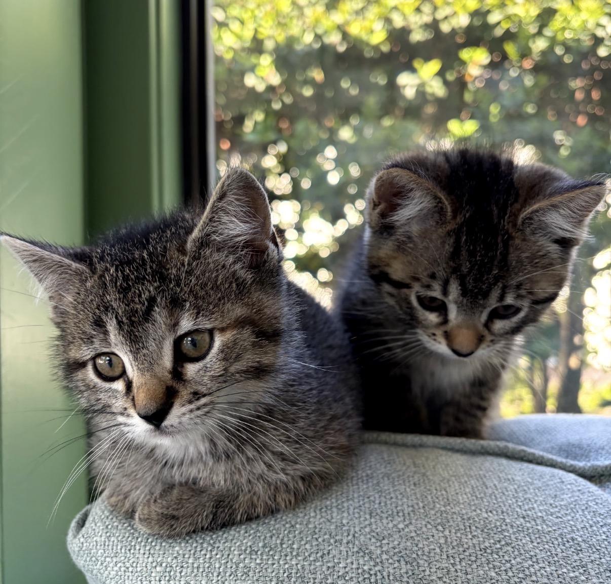 Enlarge Aurora and Aspen, an adopted Domestic Short Hair in Ponte vedra, FL image 6/6