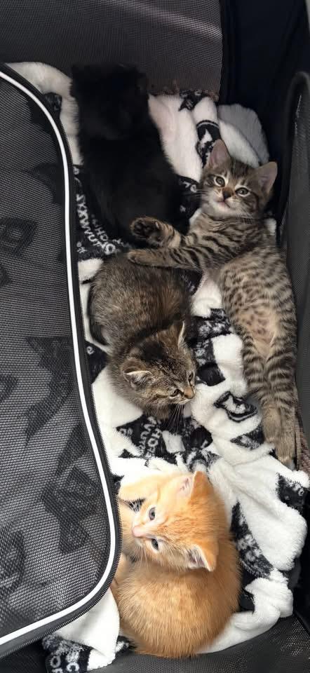 Enlarge Aurora and Aspen, an adopted Domestic Short Hair in Ponte vedra, FL image 3/6