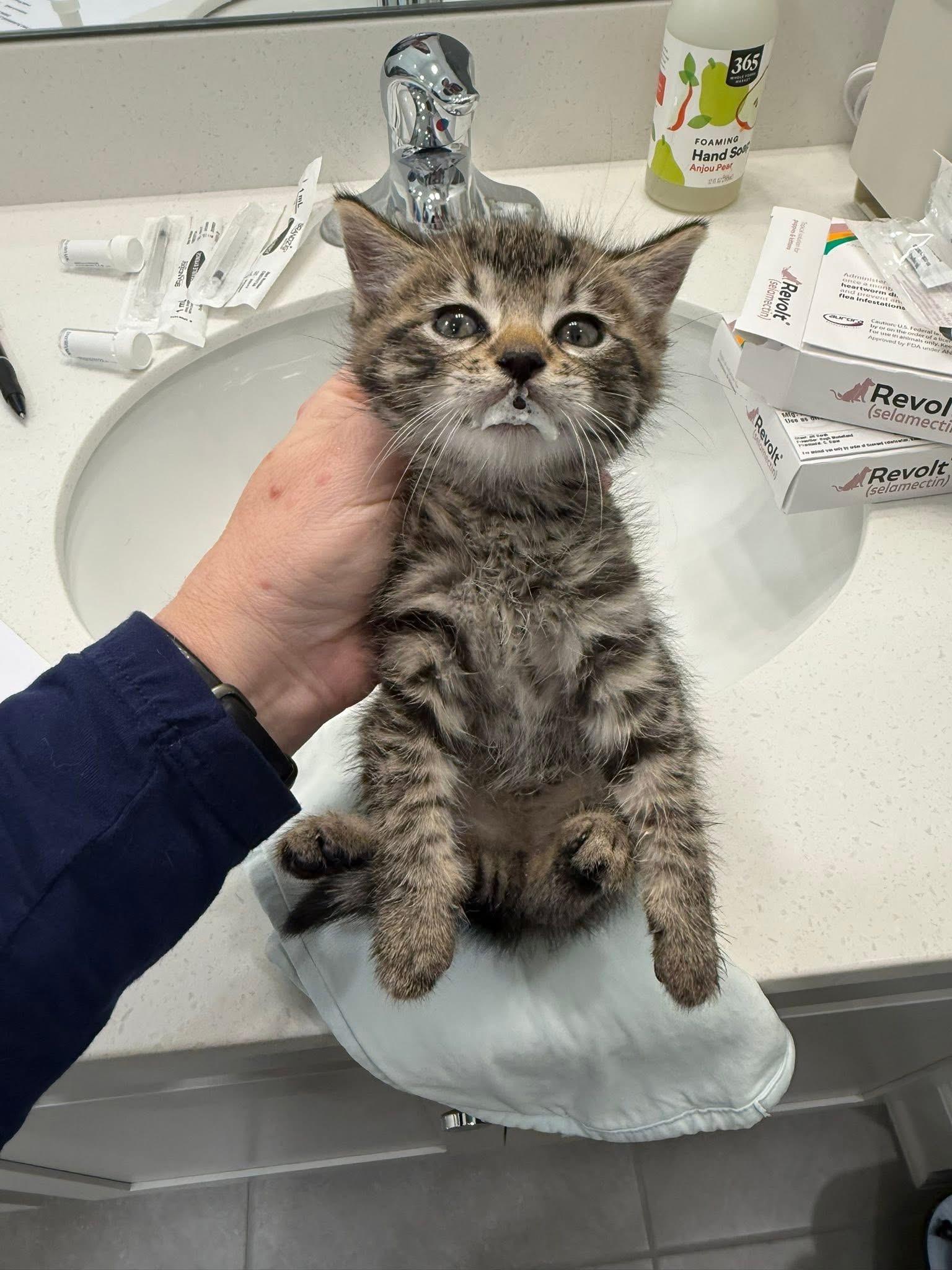 Enlarge Aurora and Aspen, an adopted Domestic Short Hair in Ponte vedra, FL image 2/6